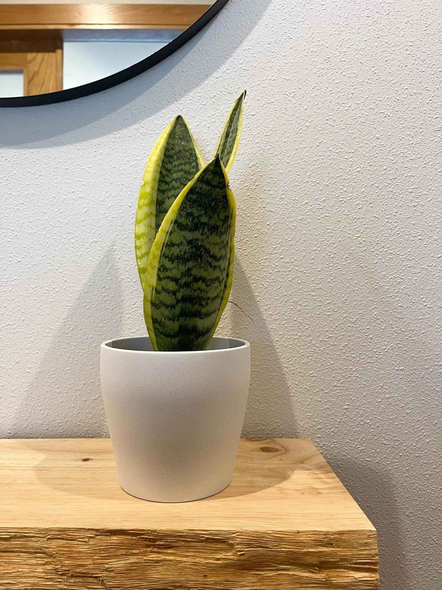 Apartamento Nuskis Porriño Exteriör bild